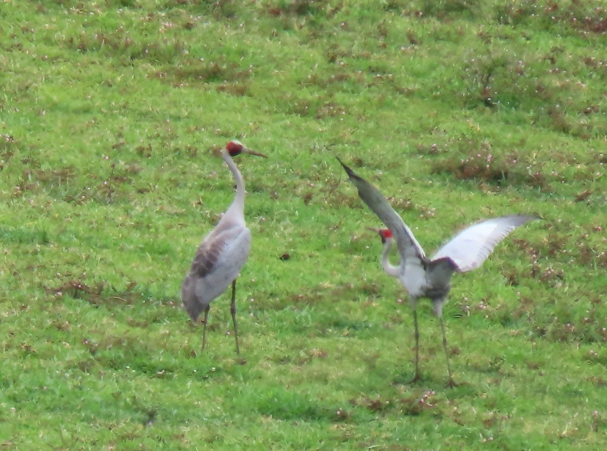 Brolga - ML646137873