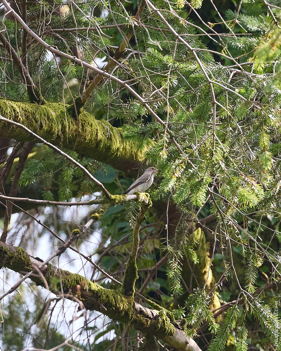 Spotted Flycatcher - ML646137876