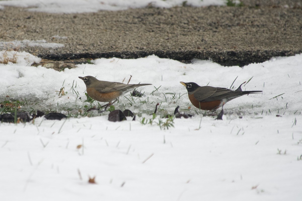 American Robin - ML646137877
