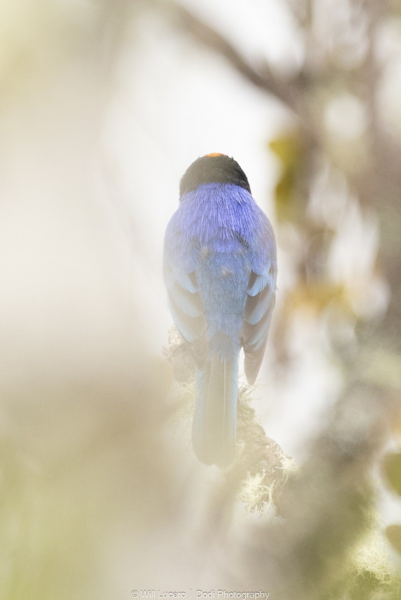 Golden-crowned Tanager - ML646137878