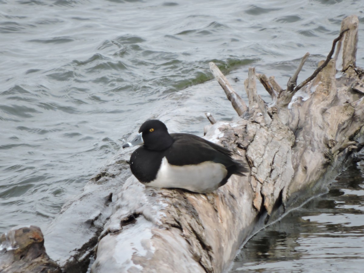 polák proužkozobý - ML646137883