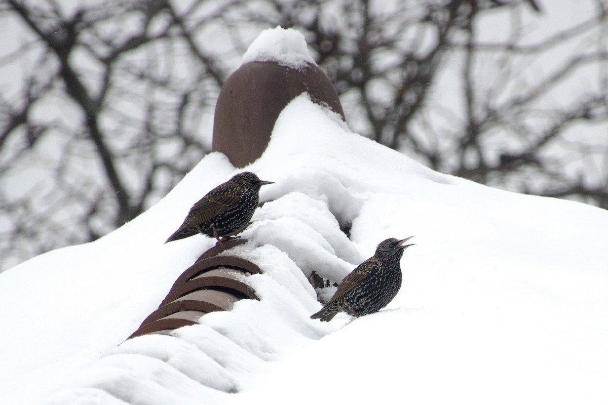 European Starling - ML646137890
