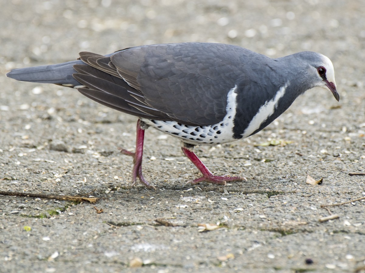 Wonga Pigeon - ML646137891