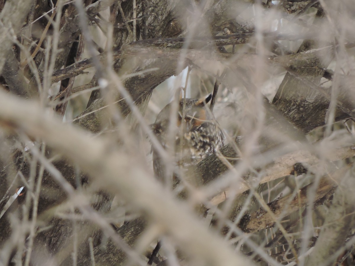 kalous ušatý - ML646137898