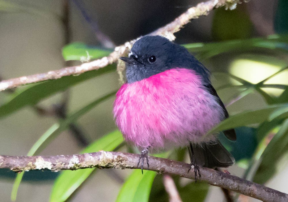 Pink Robin - ML646137899