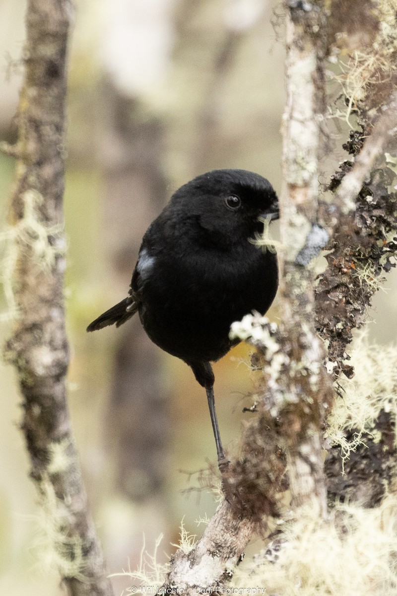 Glossy Flowerpiercer - ML646137901