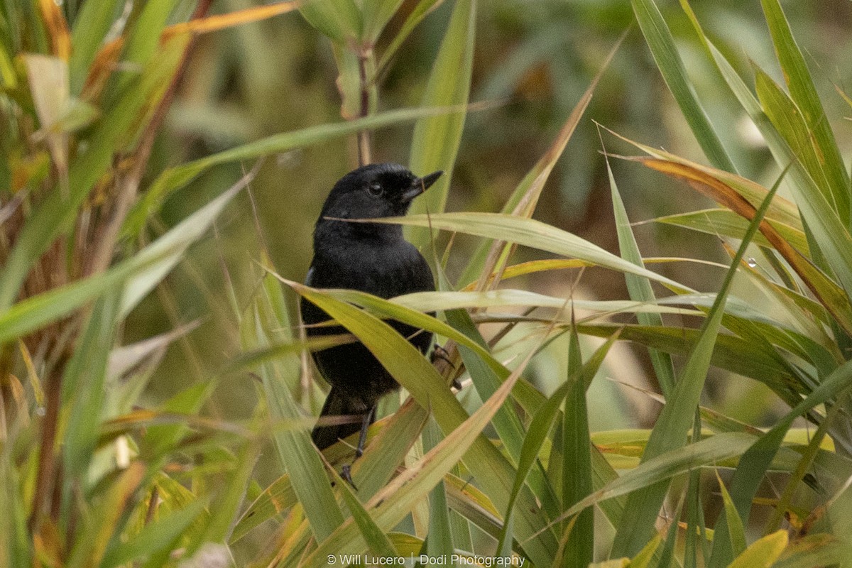 Glossy Flowerpiercer - ML646137902