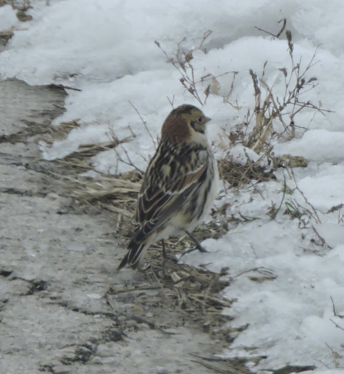 ostružka severní - ML646137916