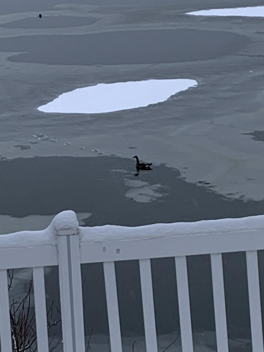 Canada Goose - ML646137920