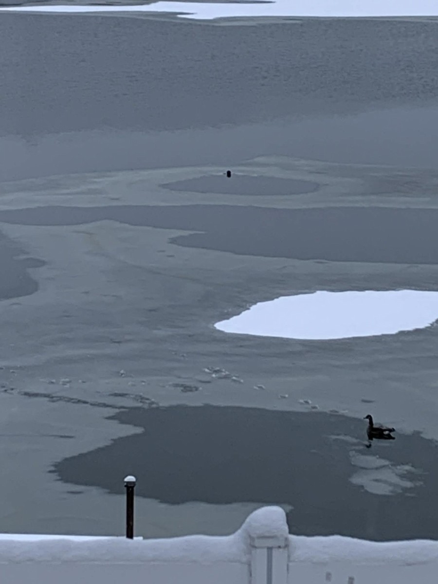 Canada Goose - ML646137921