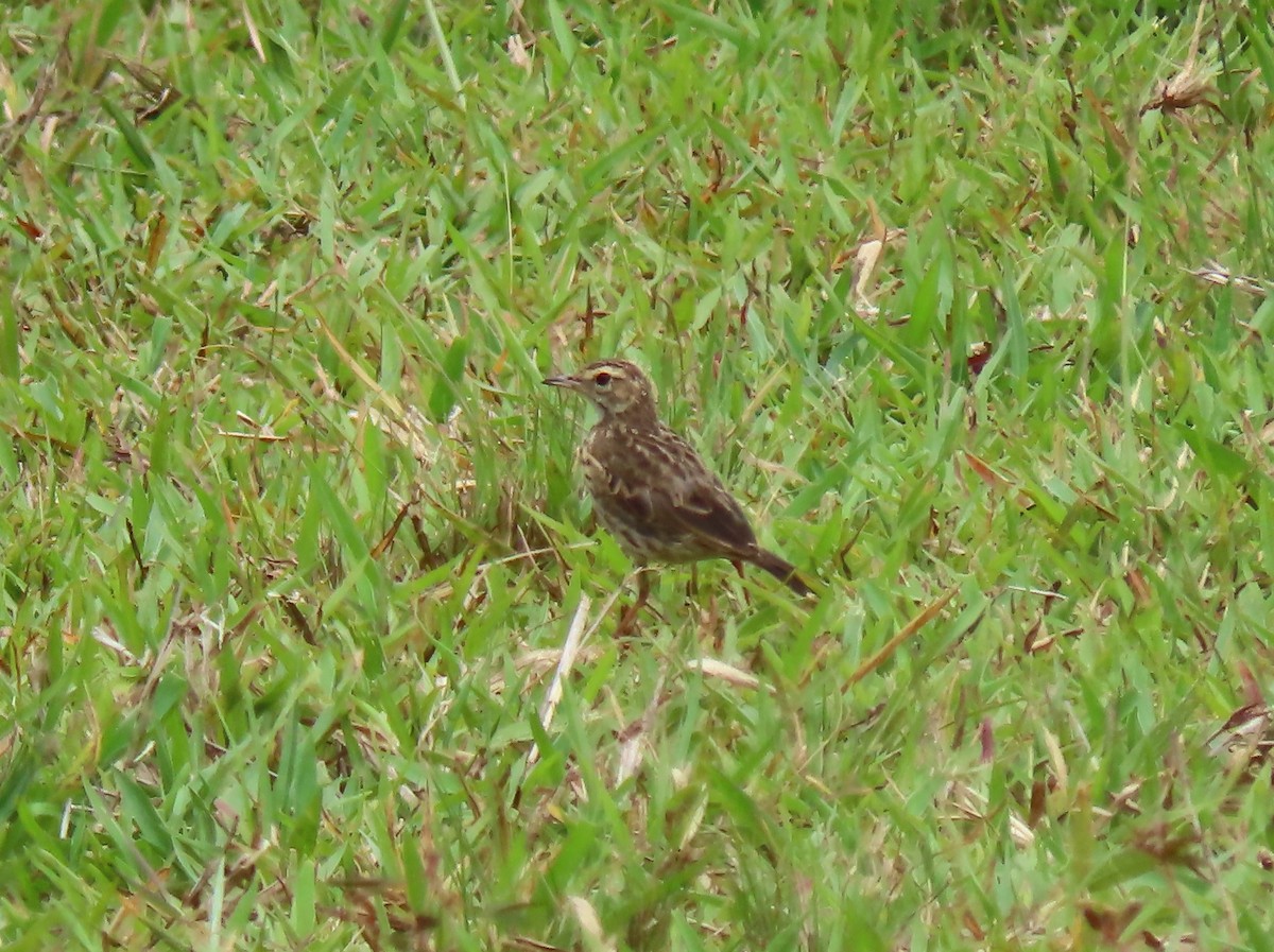 Australian Pipit - ML646137923