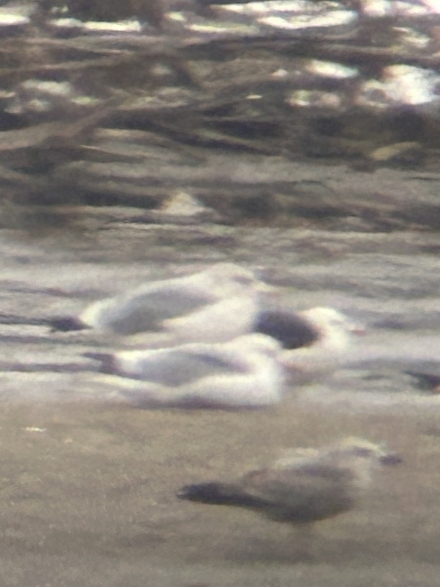 Lesser Black-backed Gull - ML646137924