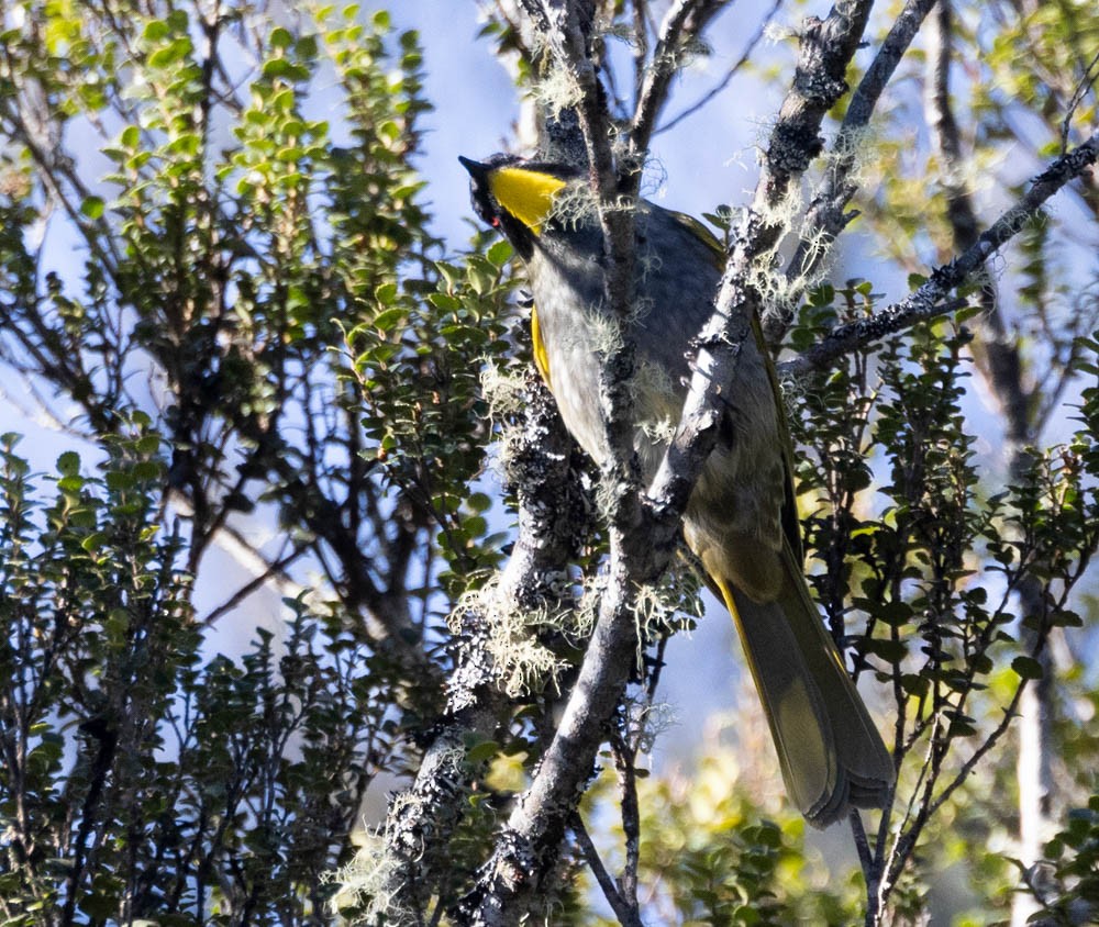 Yellow-throated Honeyeater - ML646137926