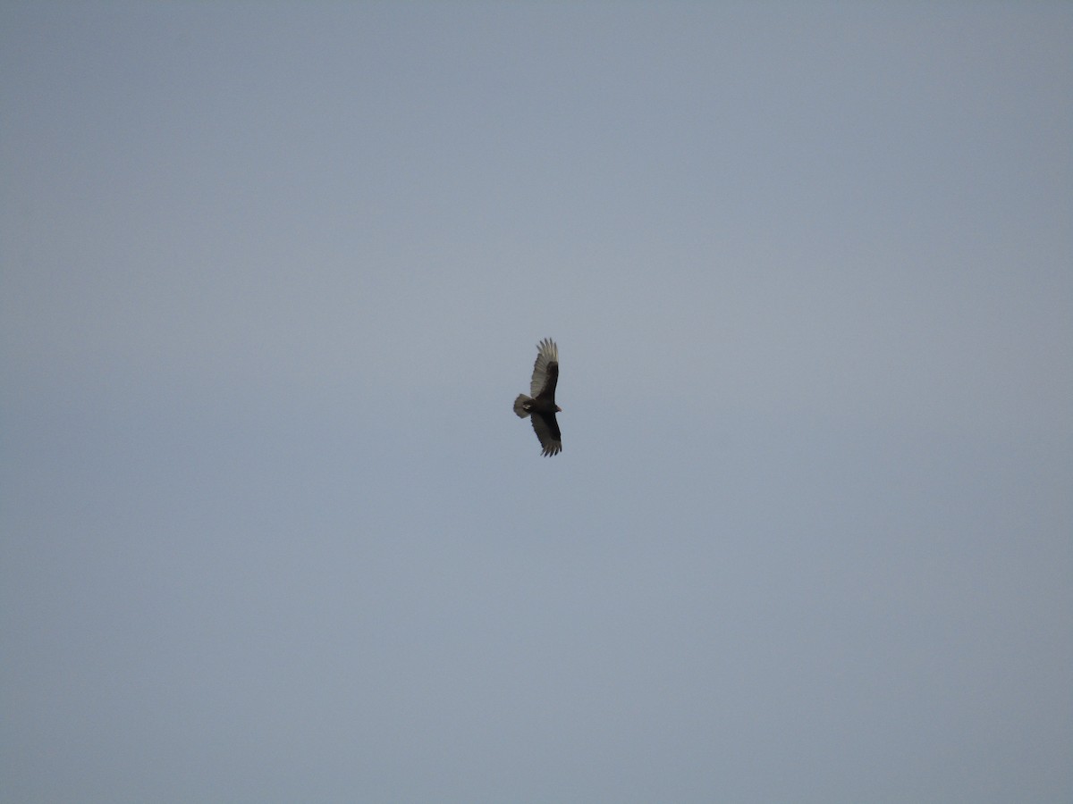Turkey Vulture - ML646137928