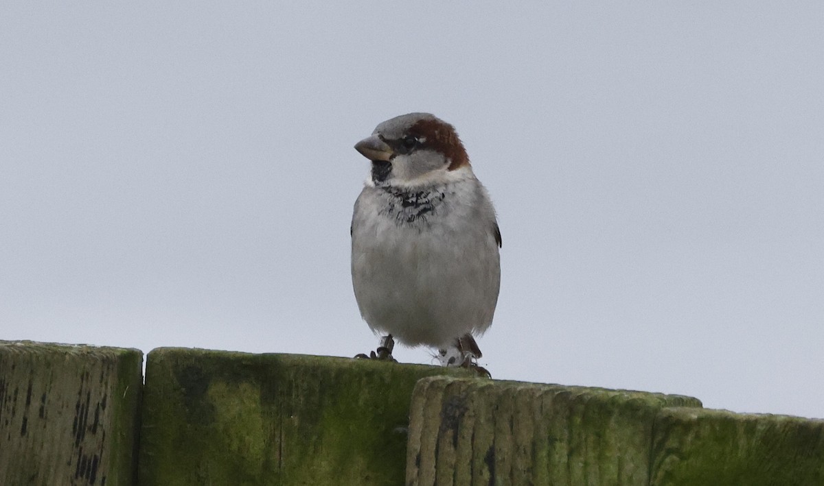 House Sparrow - ML646137929