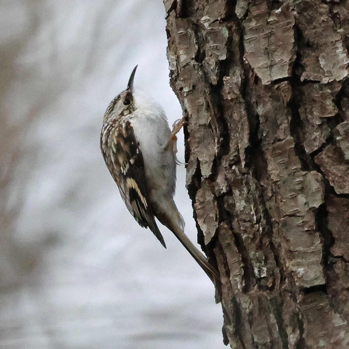 Brown Creeper - ML646137931