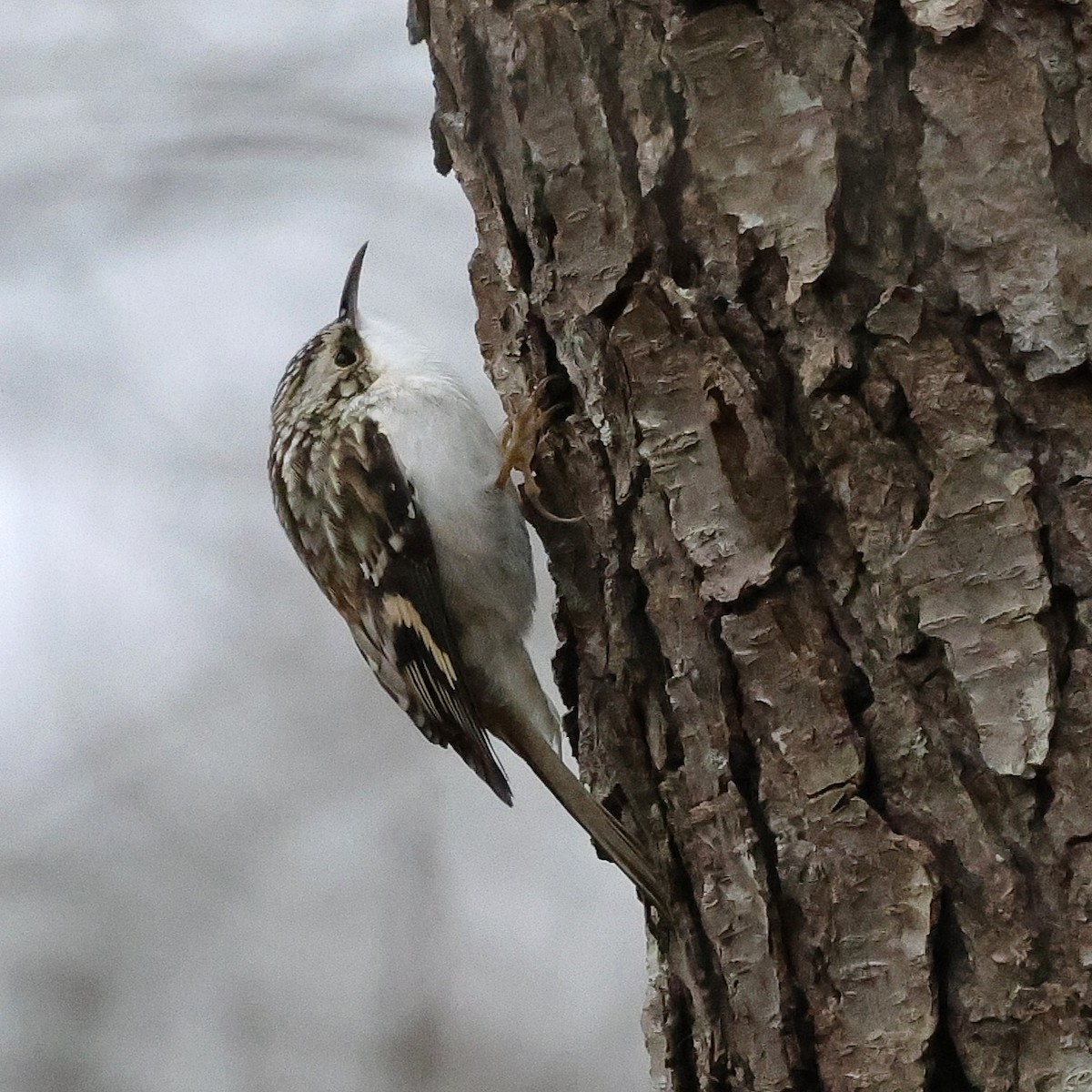 Brown Creeper - ML646137932