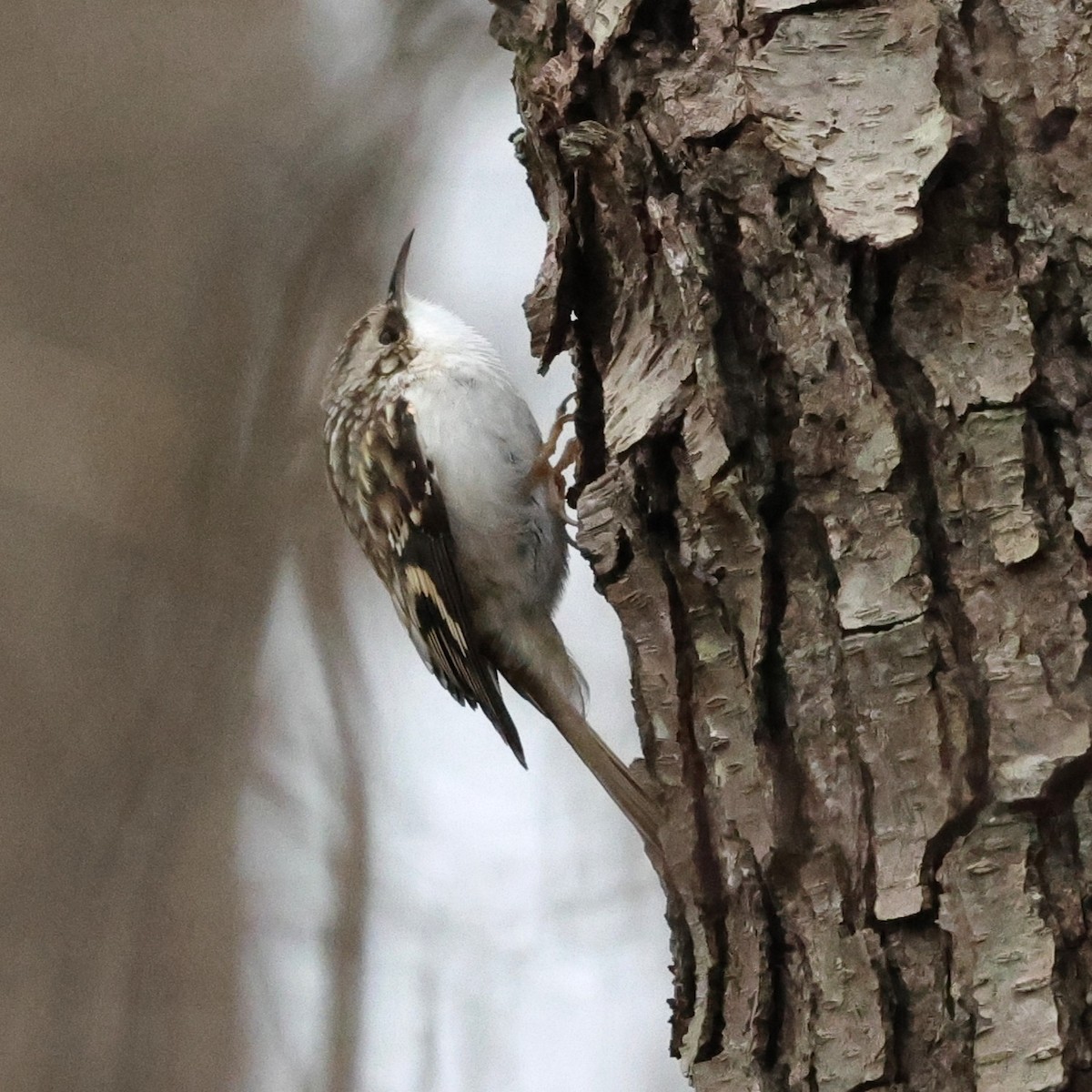 Brown Creeper - ML646137933