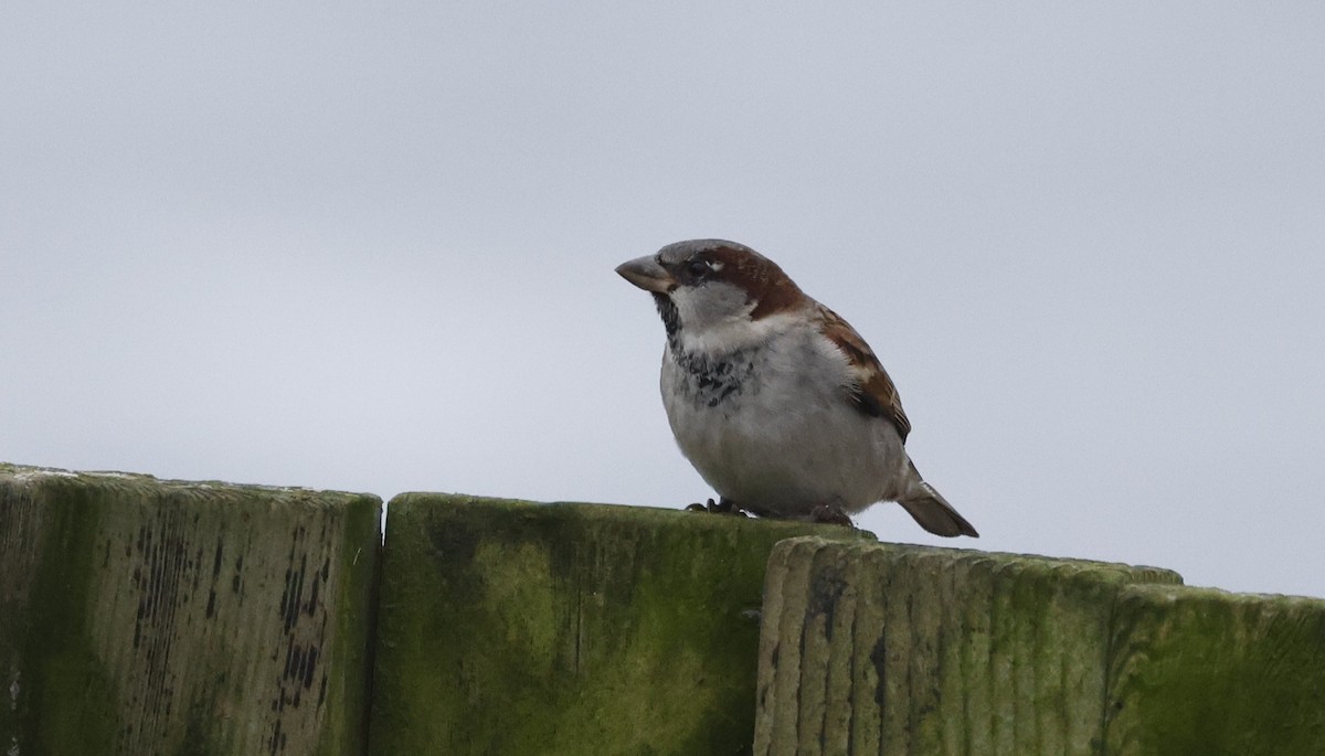 House Sparrow - ML646137934