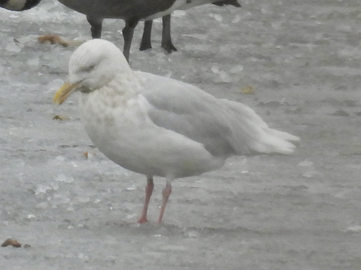 Glaucous Gull - ML646137938