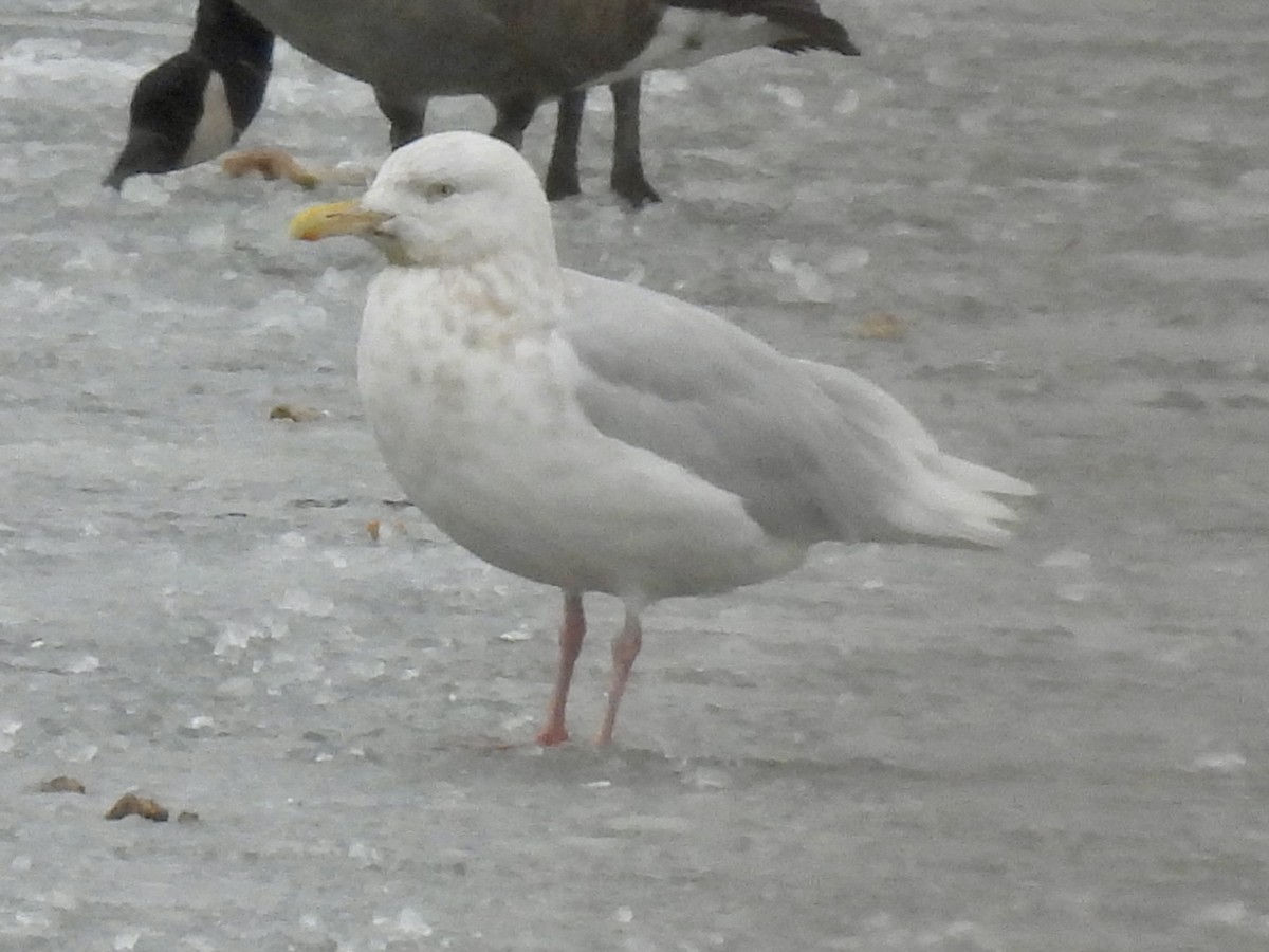 Glaucous Gull - ML646137939