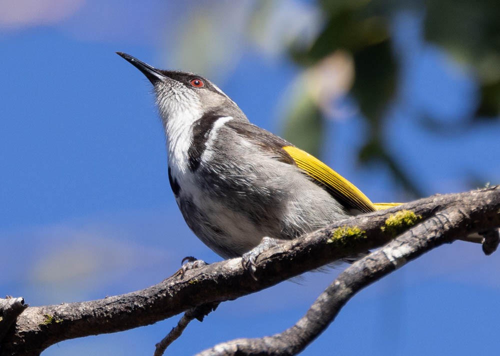 Crescent Honeyeater - ML646137955