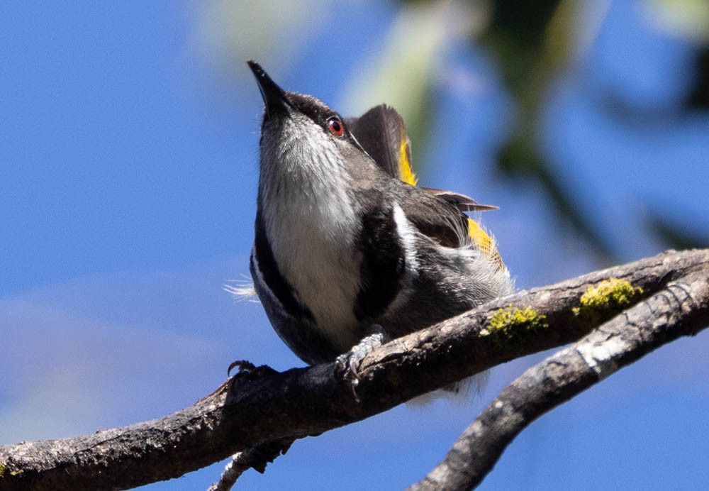 Crescent Honeyeater - ML646137956