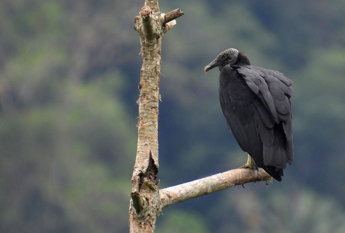 Black Vulture - ML646137966