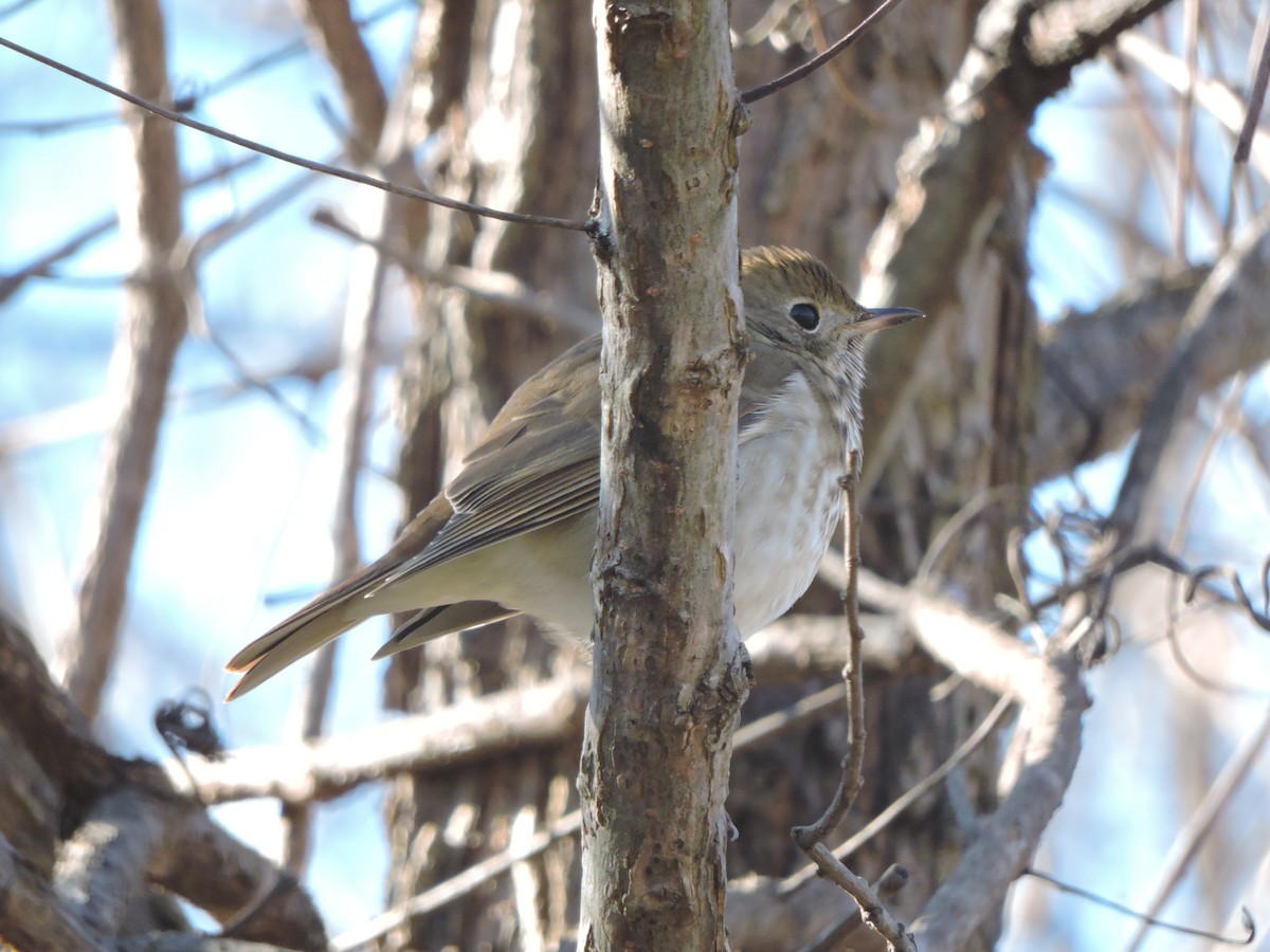 drozd rezavoocasý - ML646137969