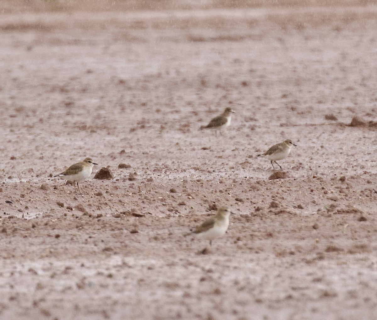 Pluvier montagnard - ML646137972