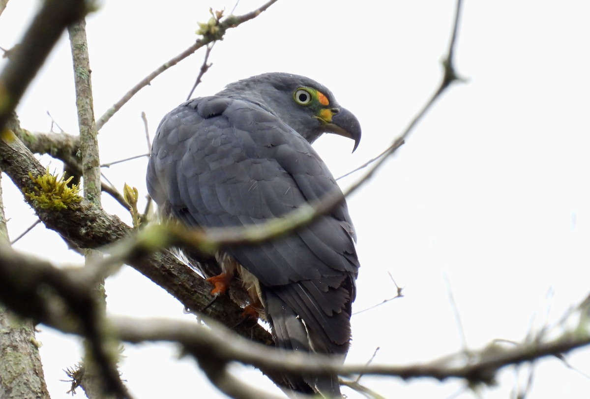 Hook-billed Kite - ML646137974
