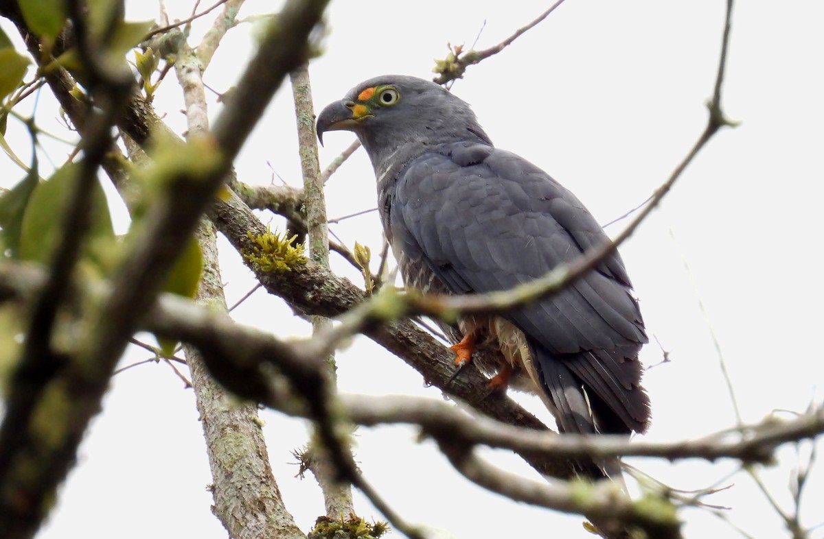 Hook-billed Kite - ML646137975