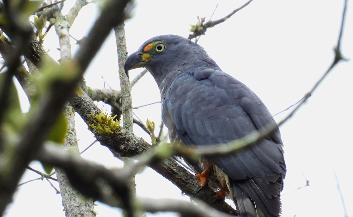 Hook-billed Kite - ML646137976