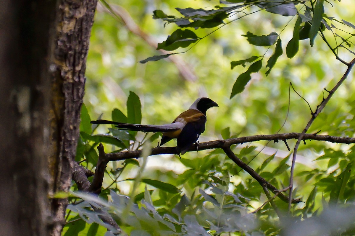 White-bellied Treepie - ML646137980