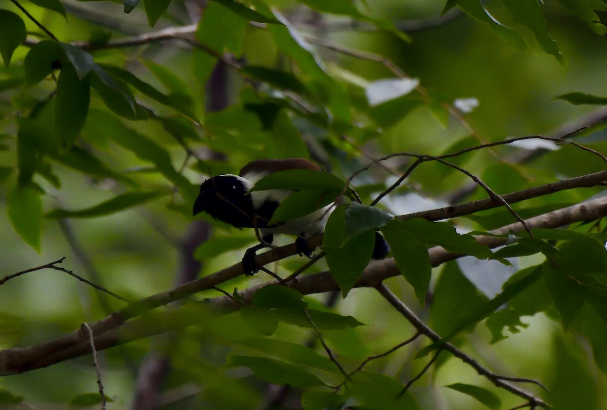 White-bellied Treepie - ML646137981