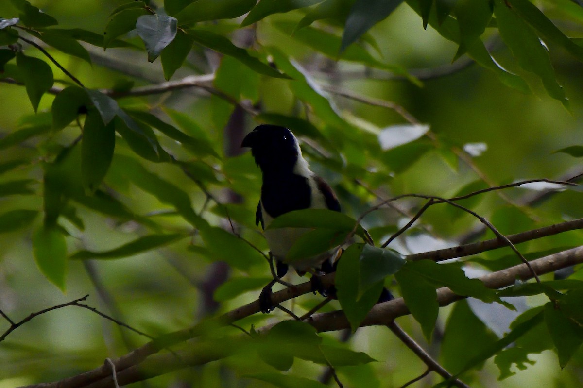 White-bellied Treepie - ML646137982