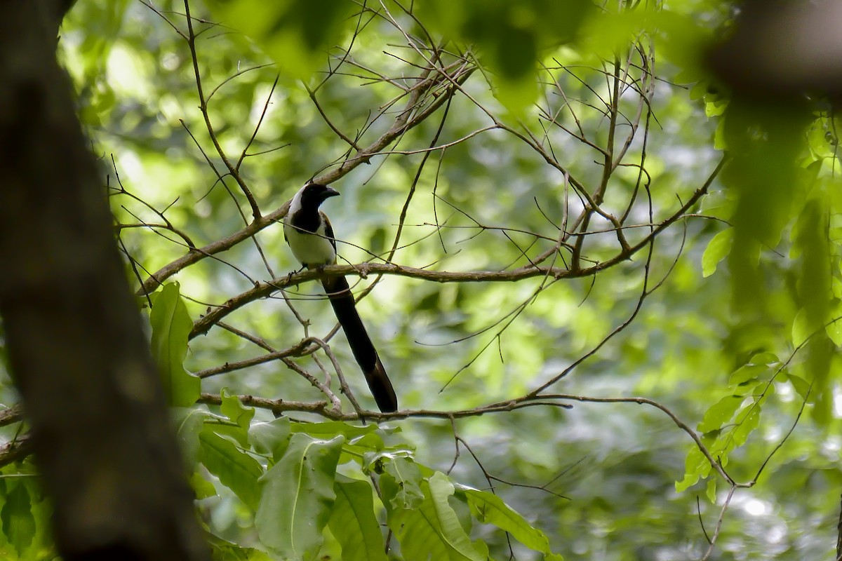 White-bellied Treepie - ML646137983