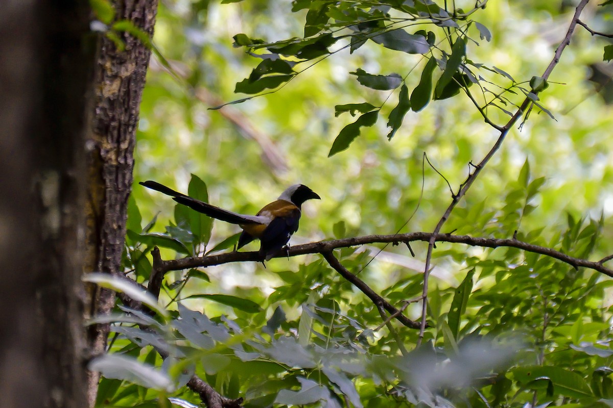 White-bellied Treepie - ML646137984