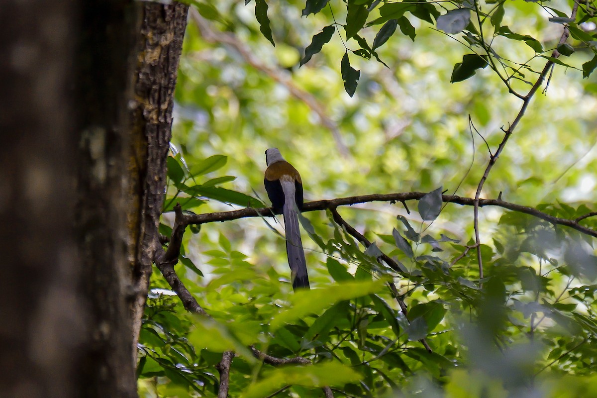 White-bellied Treepie - ML646137985
