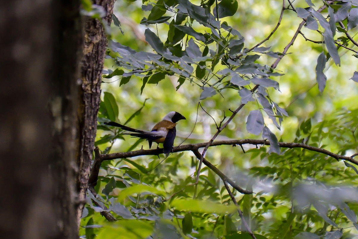 White-bellied Treepie - ML646137986