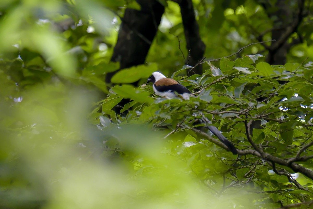White-bellied Treepie - ML646137987