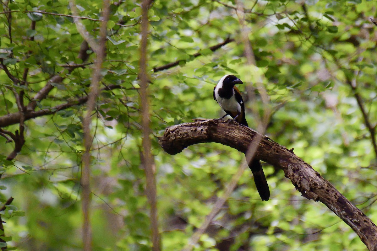White-bellied Treepie - ML646137988