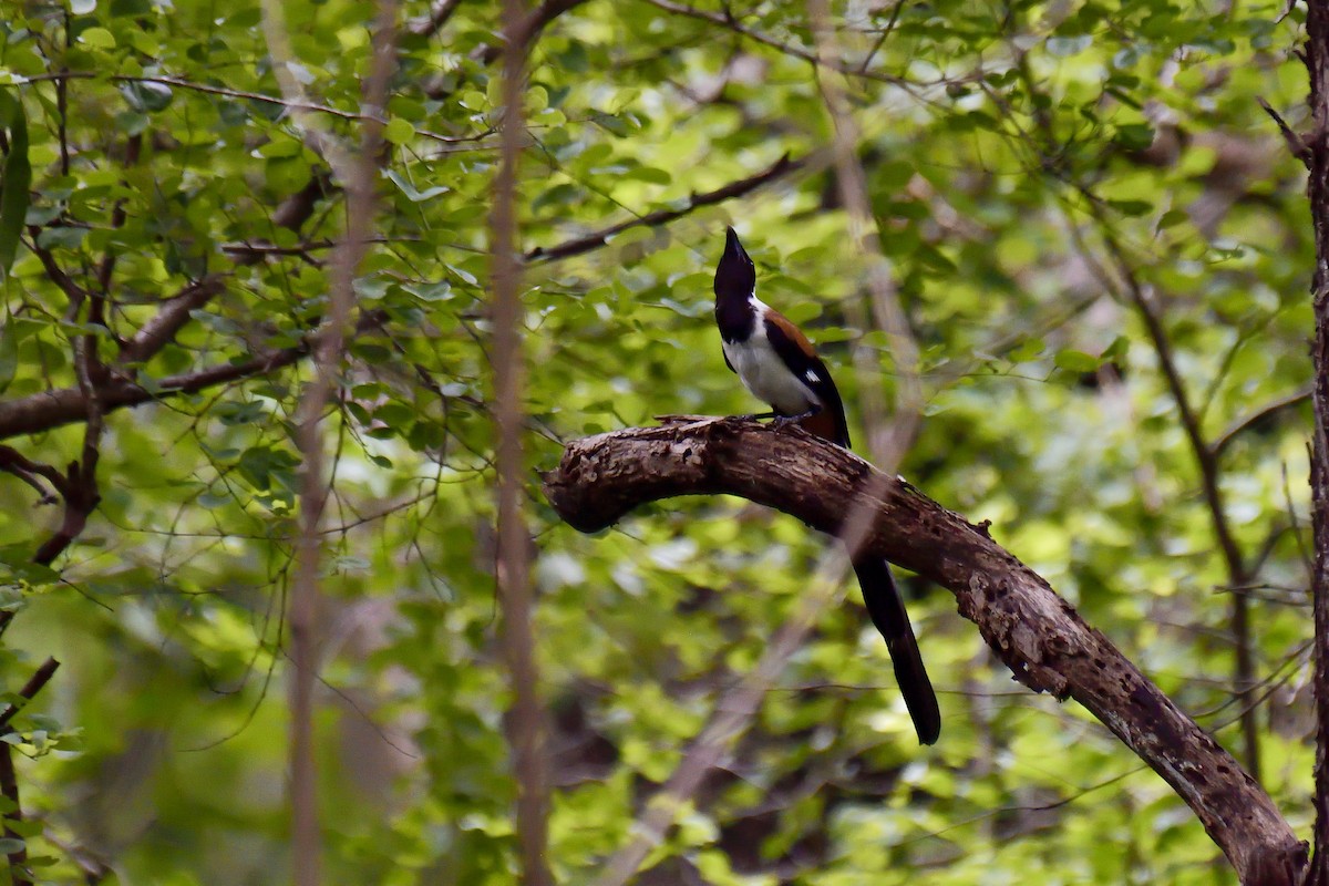 White-bellied Treepie - ML646137989