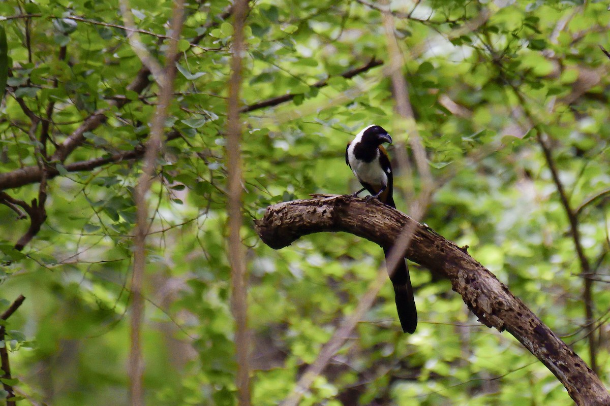 White-bellied Treepie - ML646137990