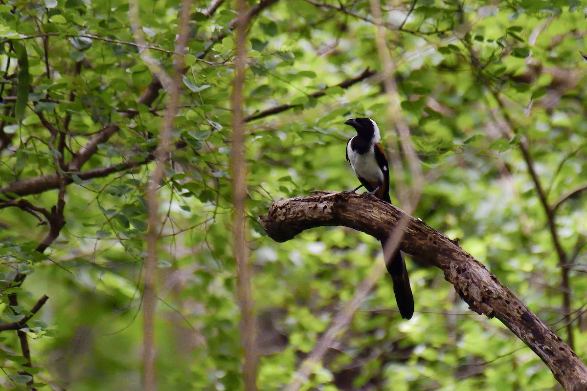White-bellied Treepie - ML646137991