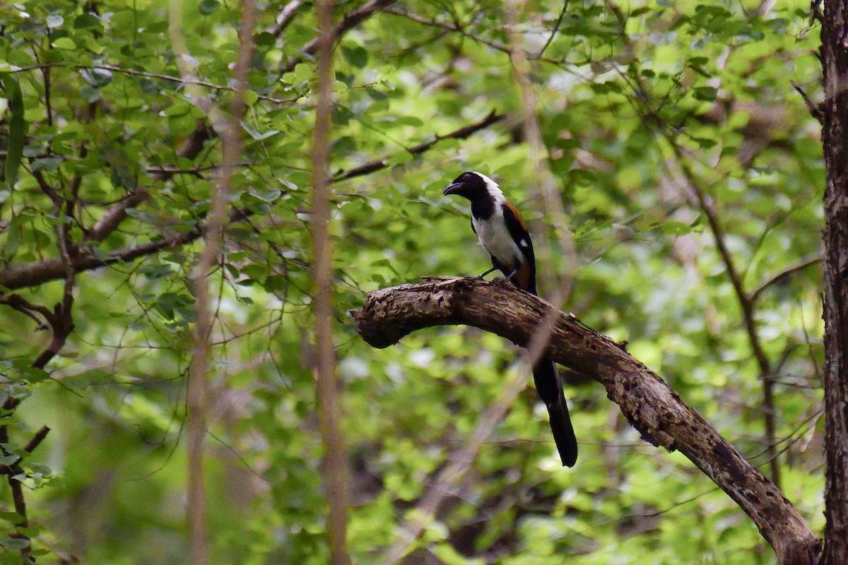 White-bellied Treepie - ML646137992