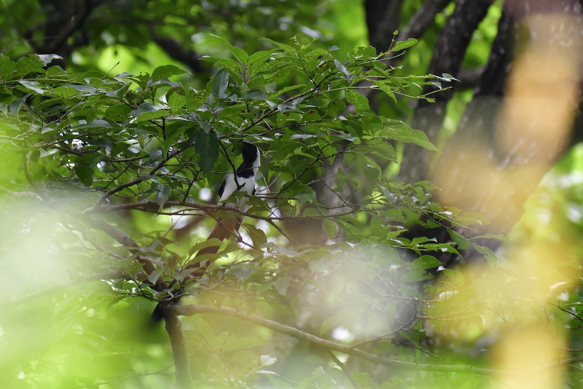 White-bellied Treepie - ML646137993