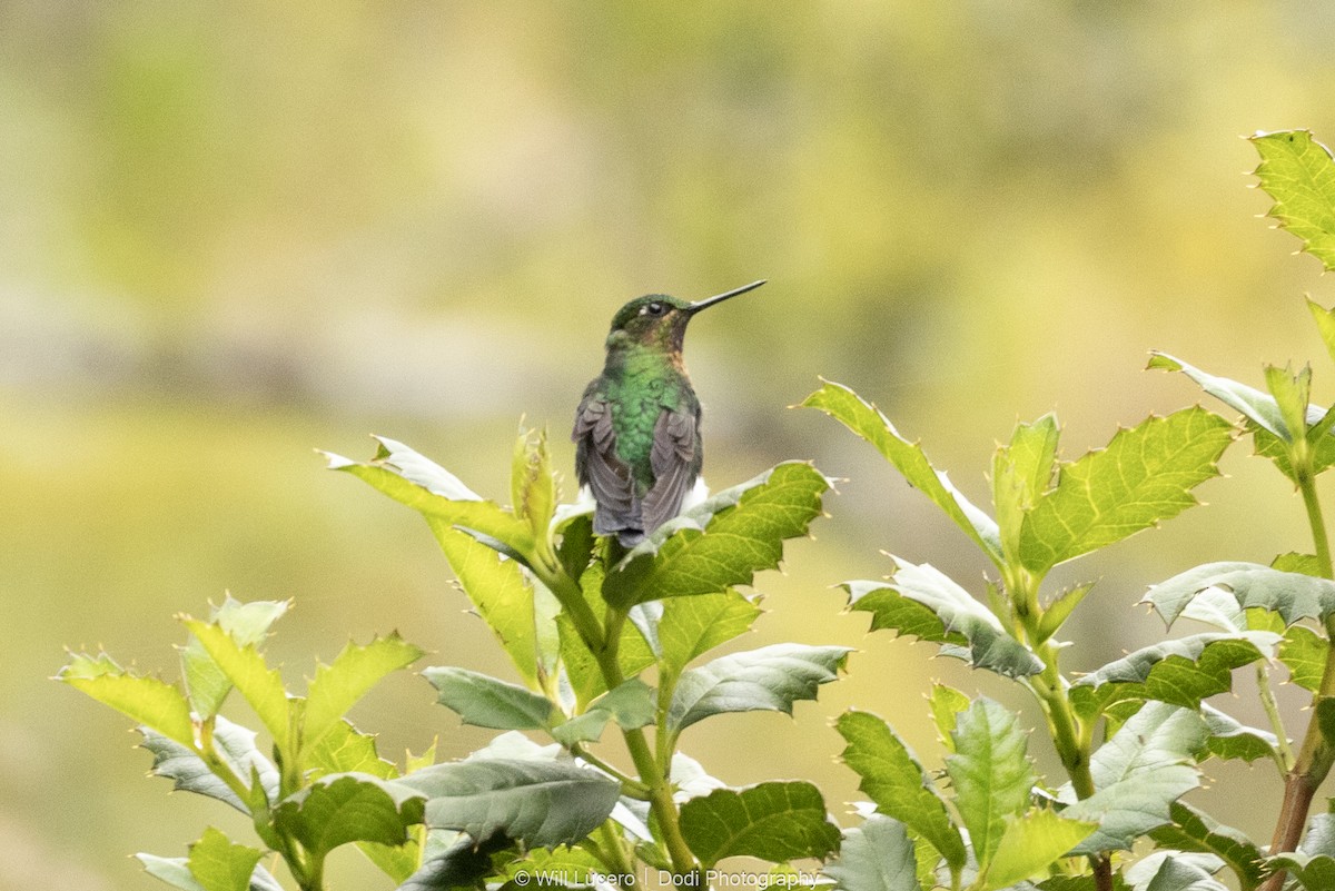 Glowing Puffleg - ML646137996