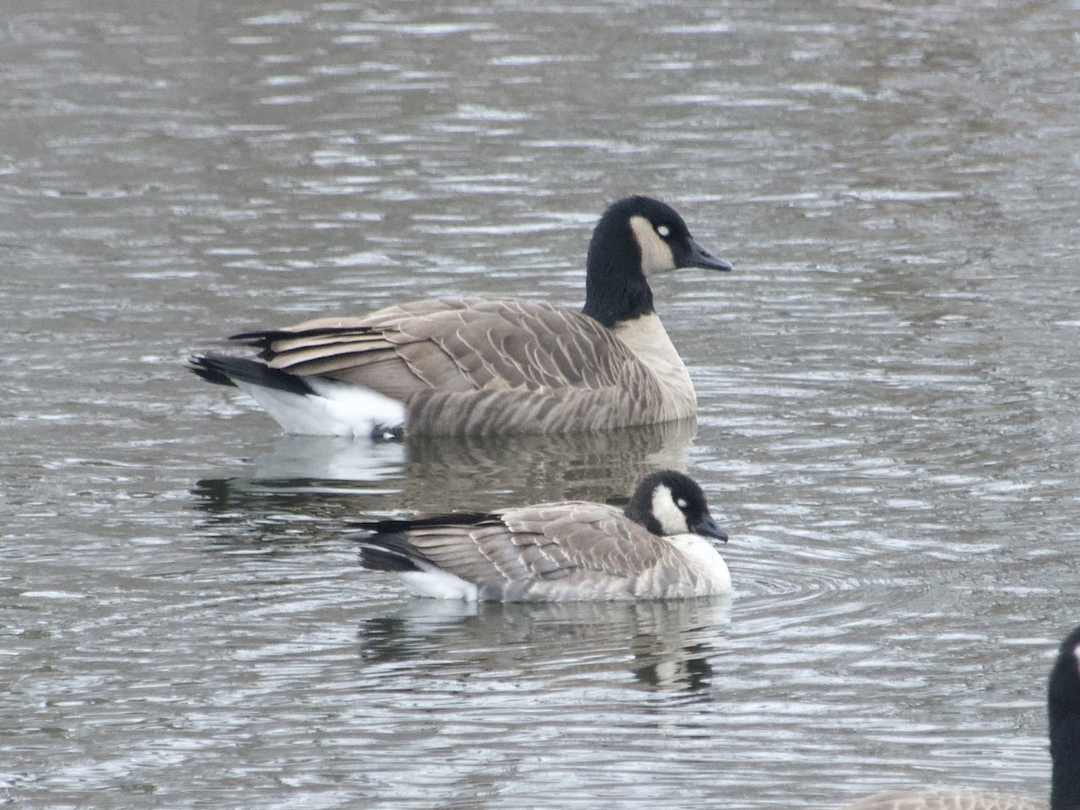 Cackling Goose - ML646137997