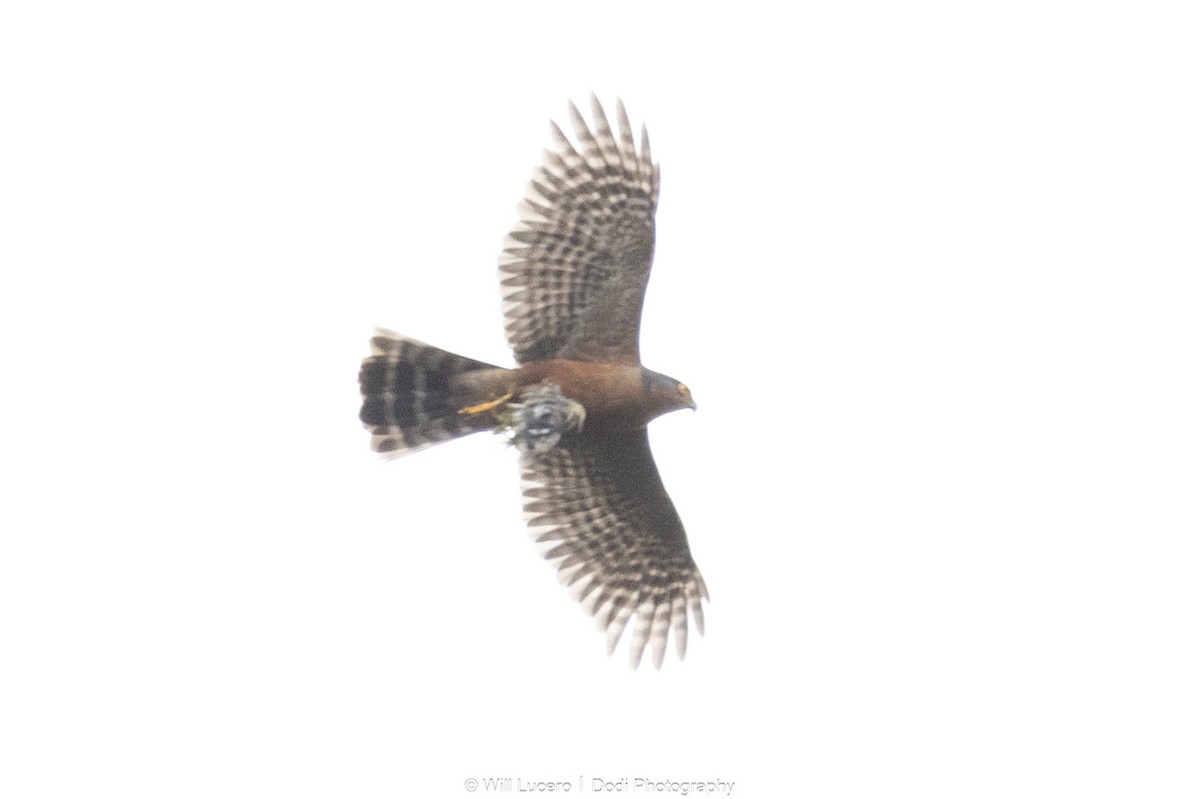 Sharp-shinned Hawk - ML646138000